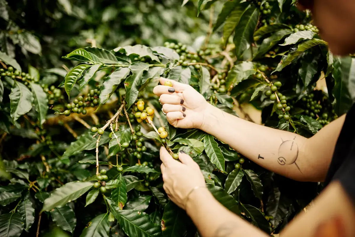 Manos revisando las cerezas de un cafeto
