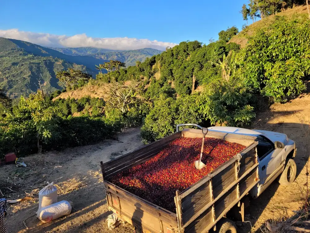 Remolque cargado de cerezas en un camino de la finca