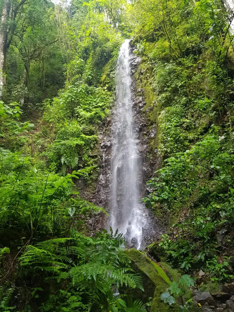 Cascada entre el bosque de la finca