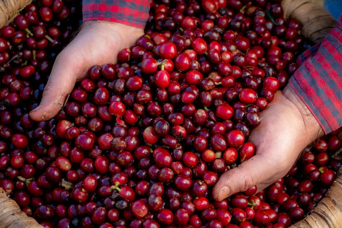 Manos con cerezas de café maduras recién recogidas