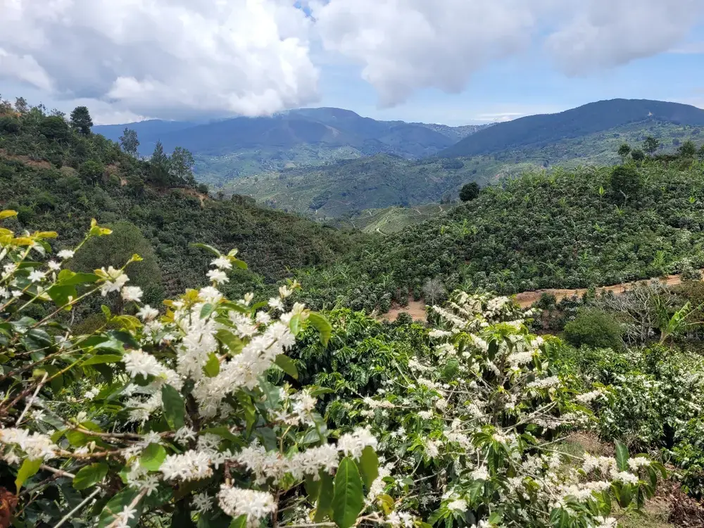 Cafetos en flor sobre el valle