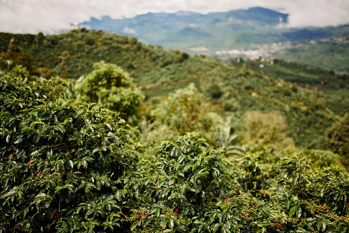 Cafetales en la ladera con el valle de Dota al fondo
