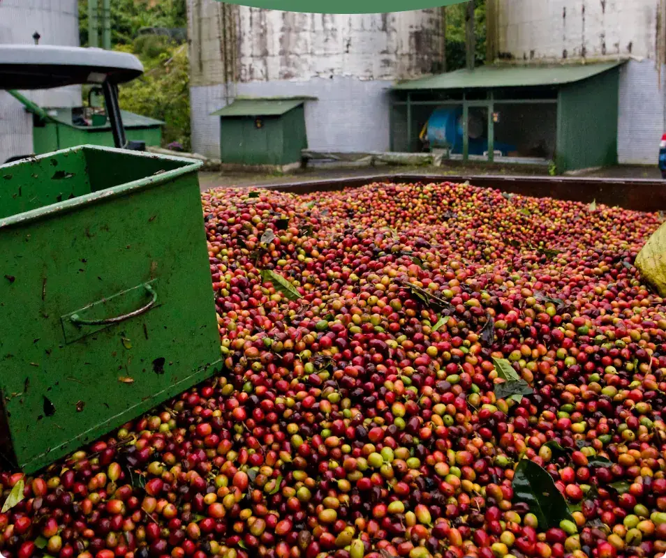 Cerezas recién llegadas al beneficio