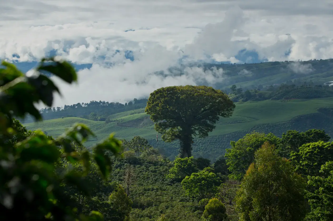 Cafetales a la sombra de los árboles, con la montaña al fondo