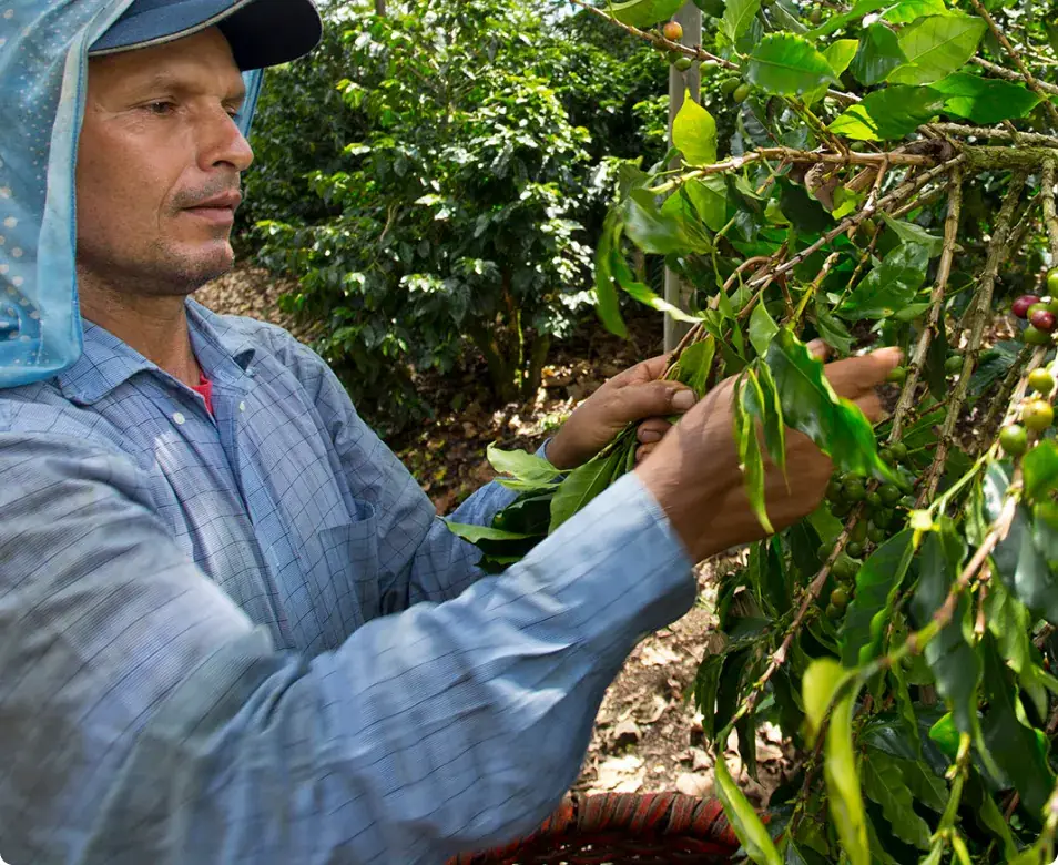 Recolector cogiendo cerezas de un cafeto