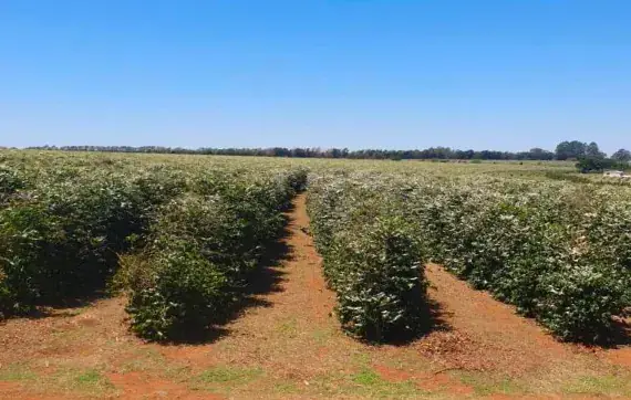 Hileras de cafetos sobre la tierra roja de la finca