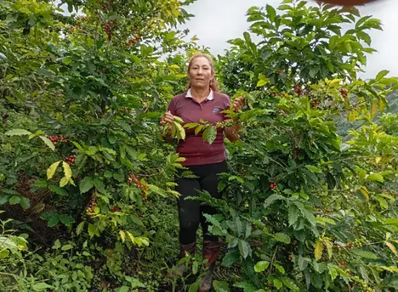 María Belén entre cafetos cargados de cerezas