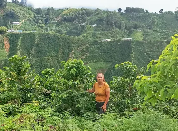 María Belén entre los cafetos, con las montañas de Huila al fondo
