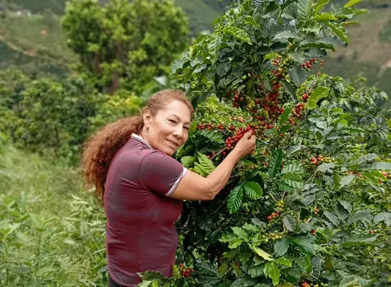 María Belén Díaz recogiendo cerezas en su finca